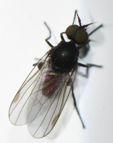Réf. 300 872 : Microphor sp.